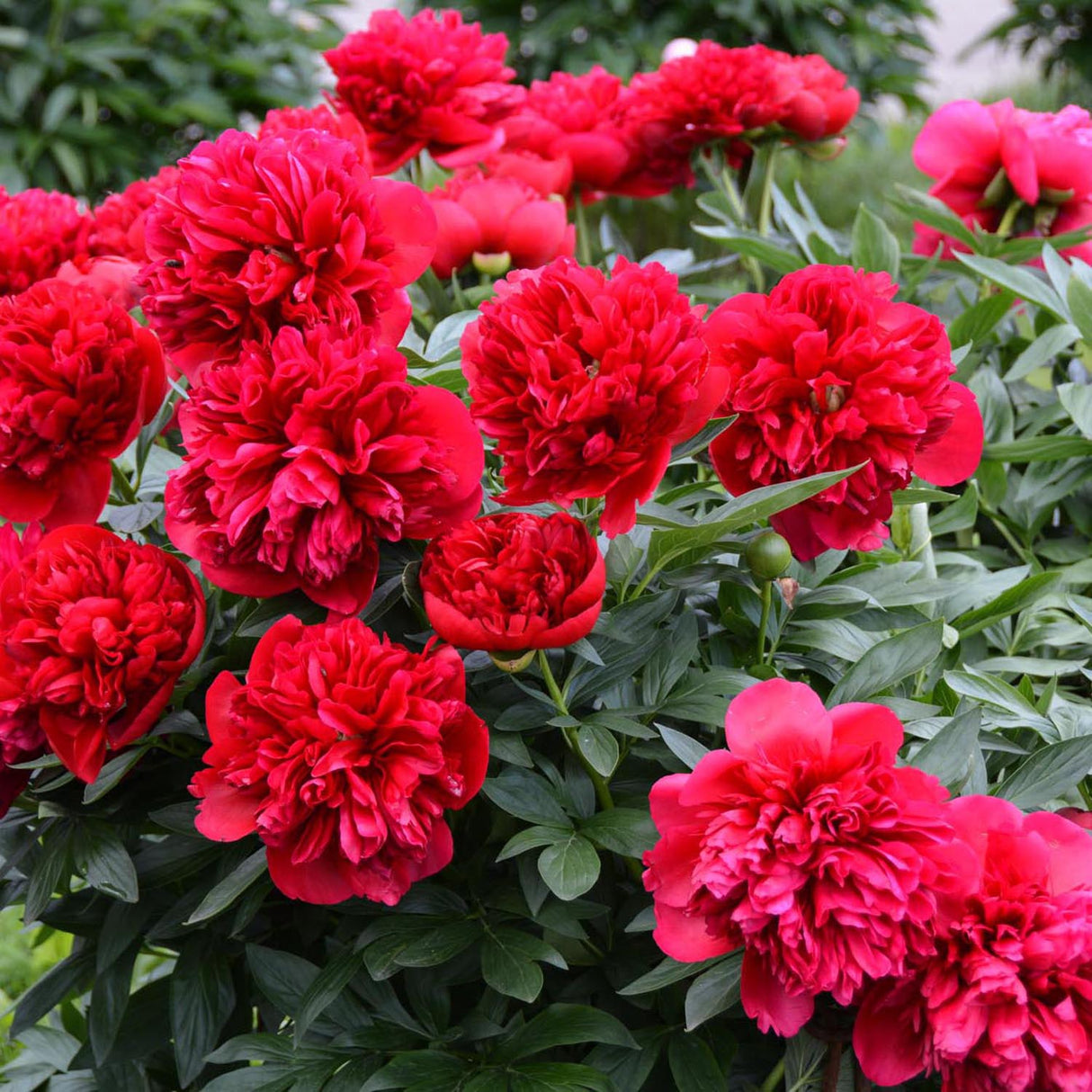 Bujor arbustiv nobil Adolphe Rousseau, cu flori rosii