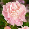 Bujor Alb-Roz Pastel Peche - VERDENA-livrat in ghiveci de 1.3 l
