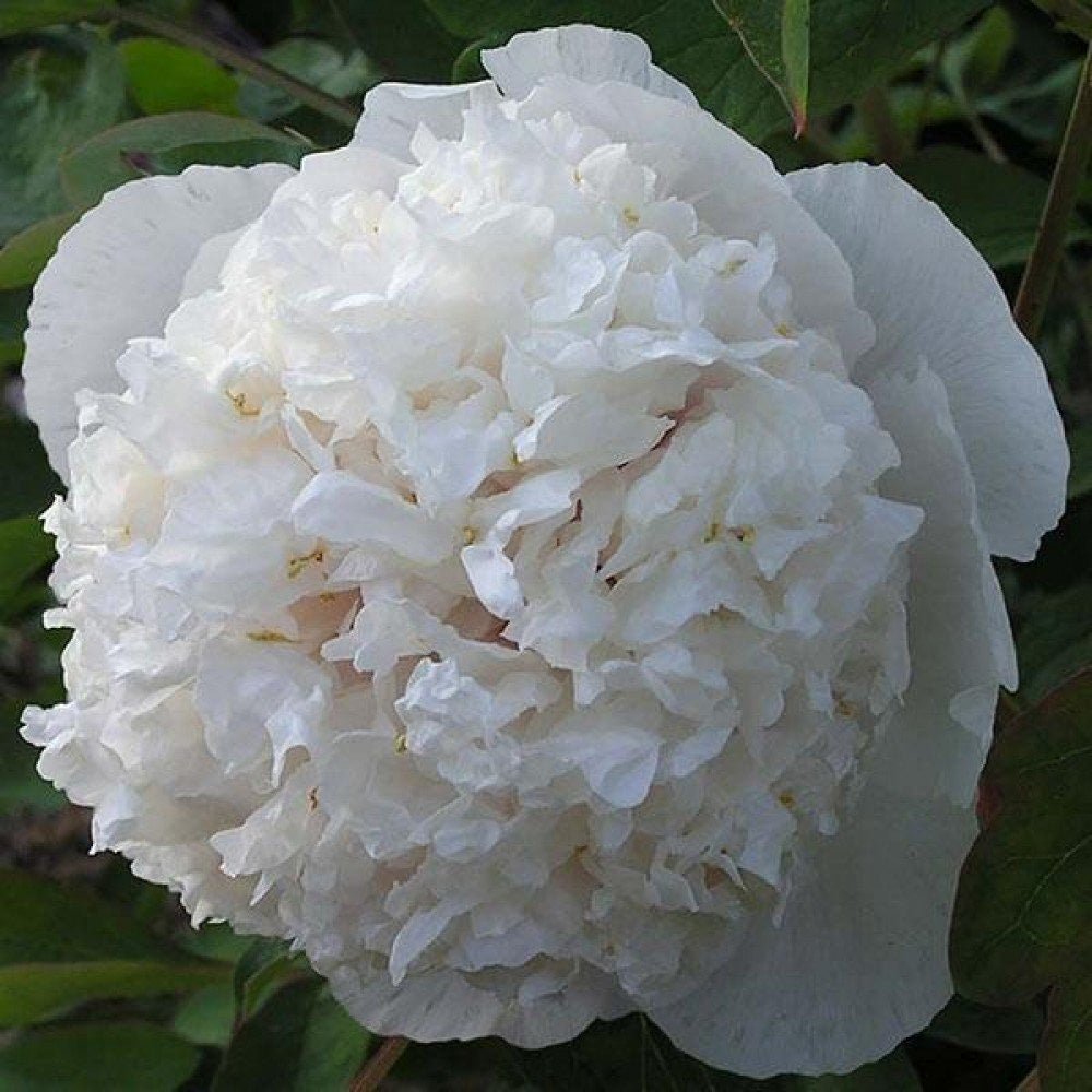 Bujor Copac Xue Ta, cu flori albe