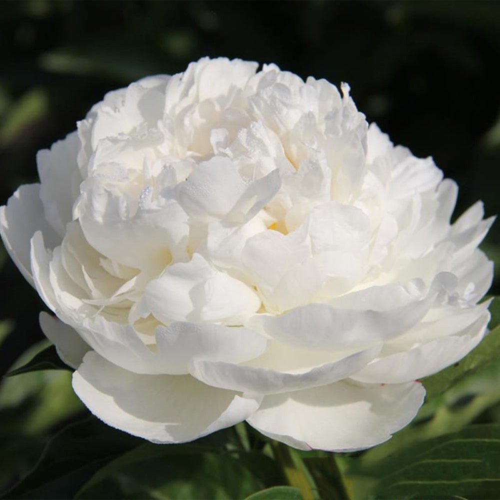 Bujor Copac Xue Ta, cu flori albe