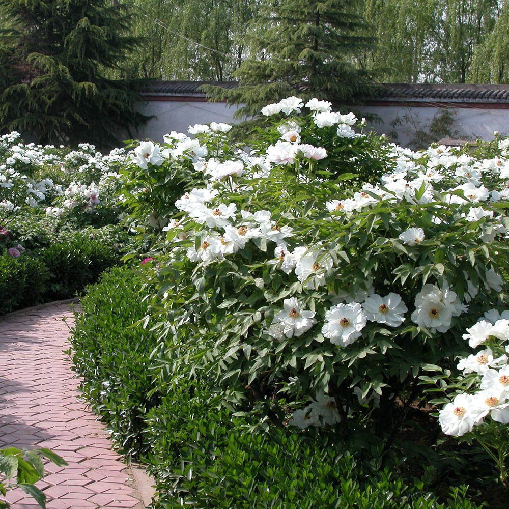 Bujor Copac Xue Ta, cu flori albe