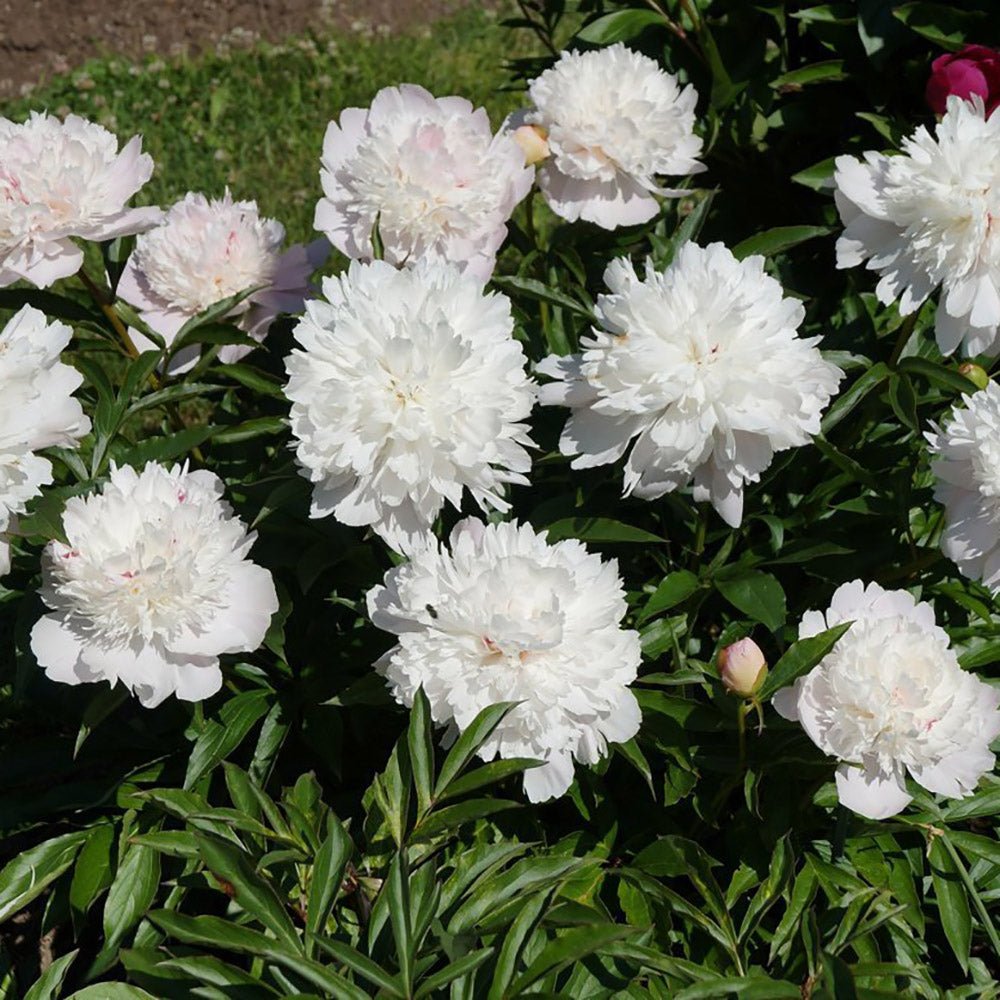 Bujor Copac Xue Ta, cu flori albe