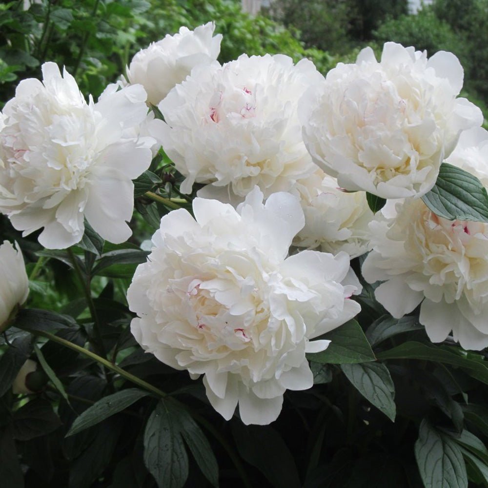 Bujor Copac Xue Ta, cu flori albe