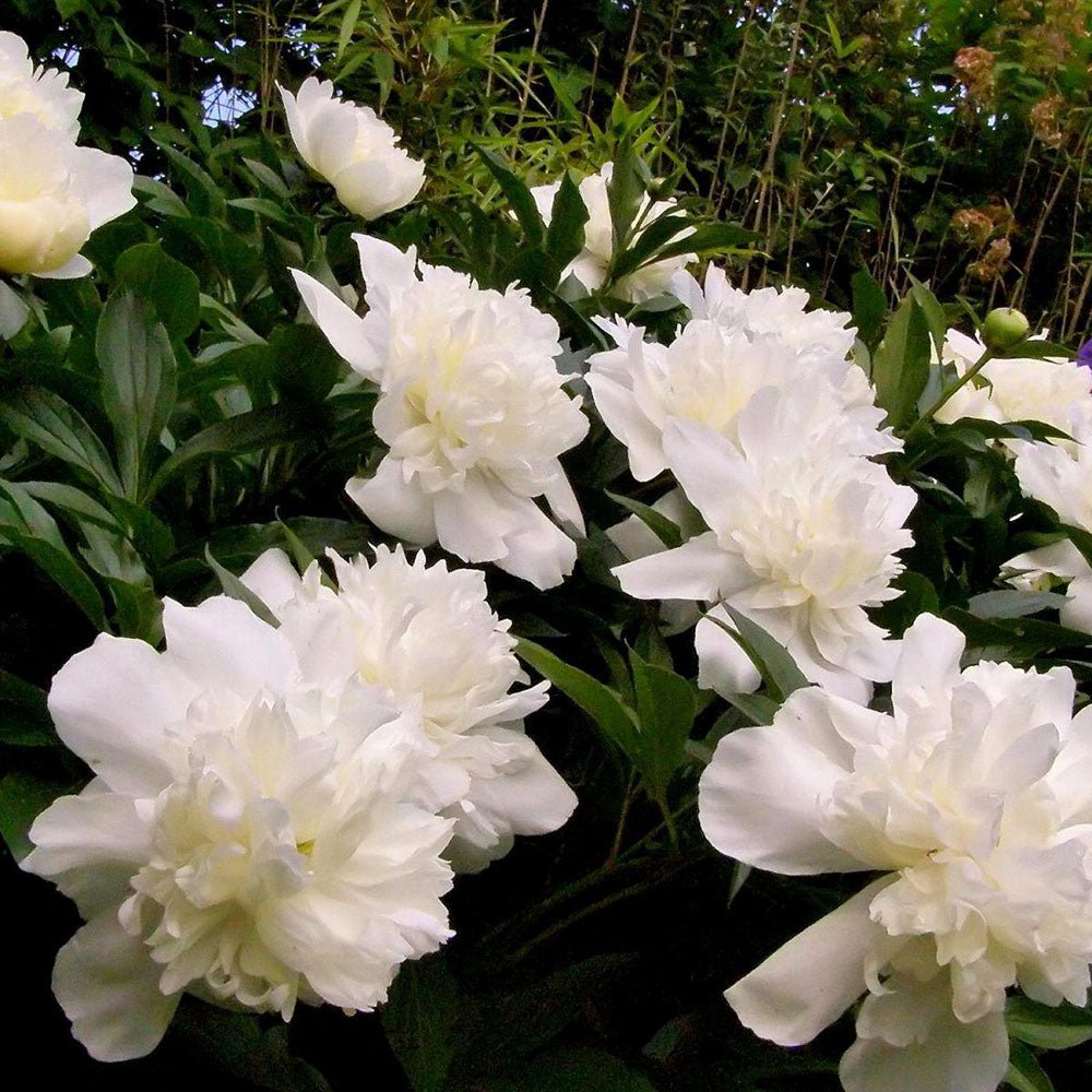 Bujor Copac Xue Ta, cu flori albe