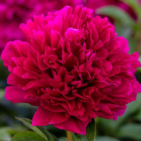 Bujor arbustiv nobil Adolphe Rousseau, cu flori rosii - VERDENA-livrat in ghiveci de 1 l