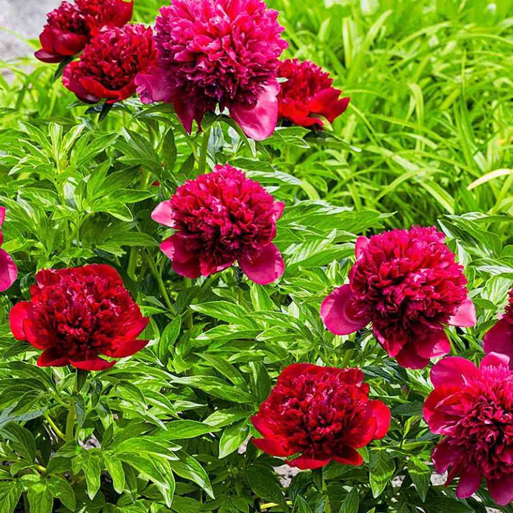 Bujor arbustiv nobil Adolphe Rousseau, cu flori rosii