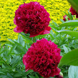 Bujor arbustiv nobil Adolphe Rousseau, cu flori rosii - VERDENA-livrat in ghiveci de 1 l