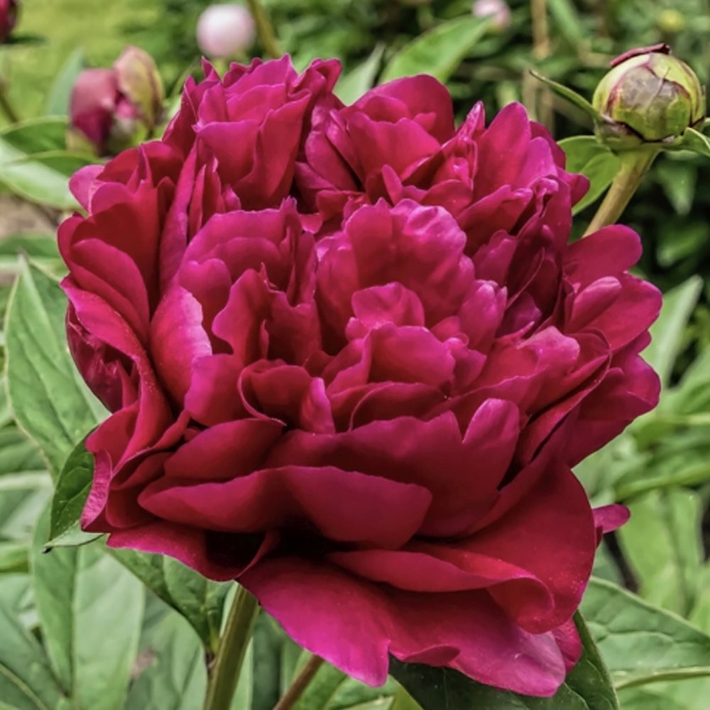 Bujor arbustiv nobil Adolphe Rousseau, cu flori rosii