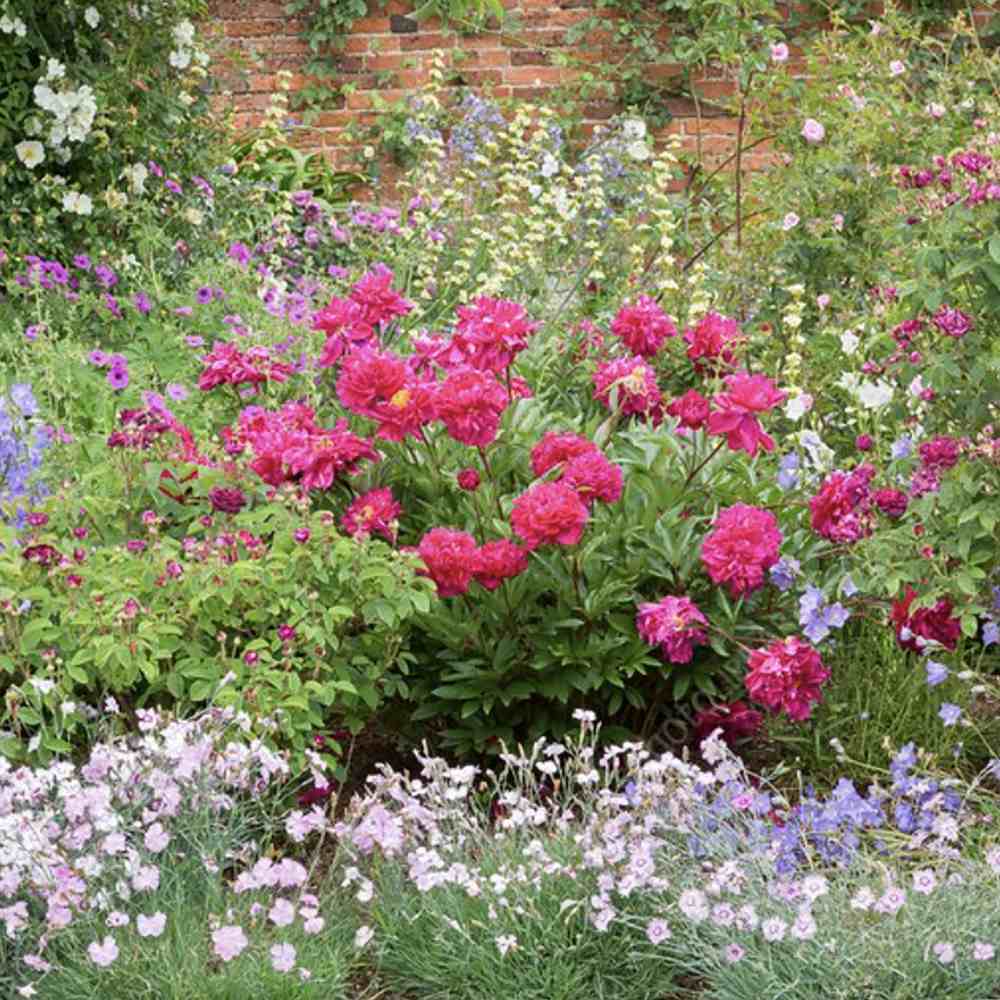 Bujor arbustiv nobil Adolphe Rousseau, cu flori rosii