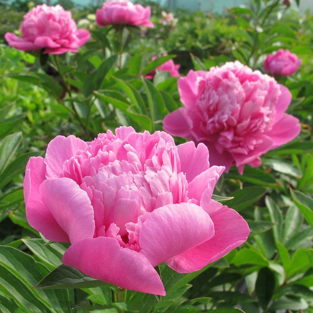 Bujor arbustiv nobil Bouquet Perfect, cu flori roz