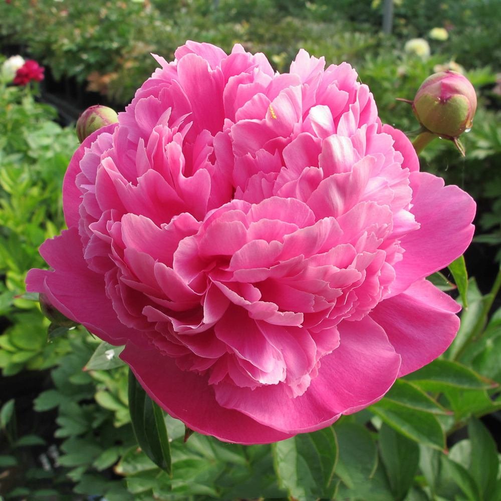 Bujor arbustiv nobil Bouquet Perfect, cu flori roz