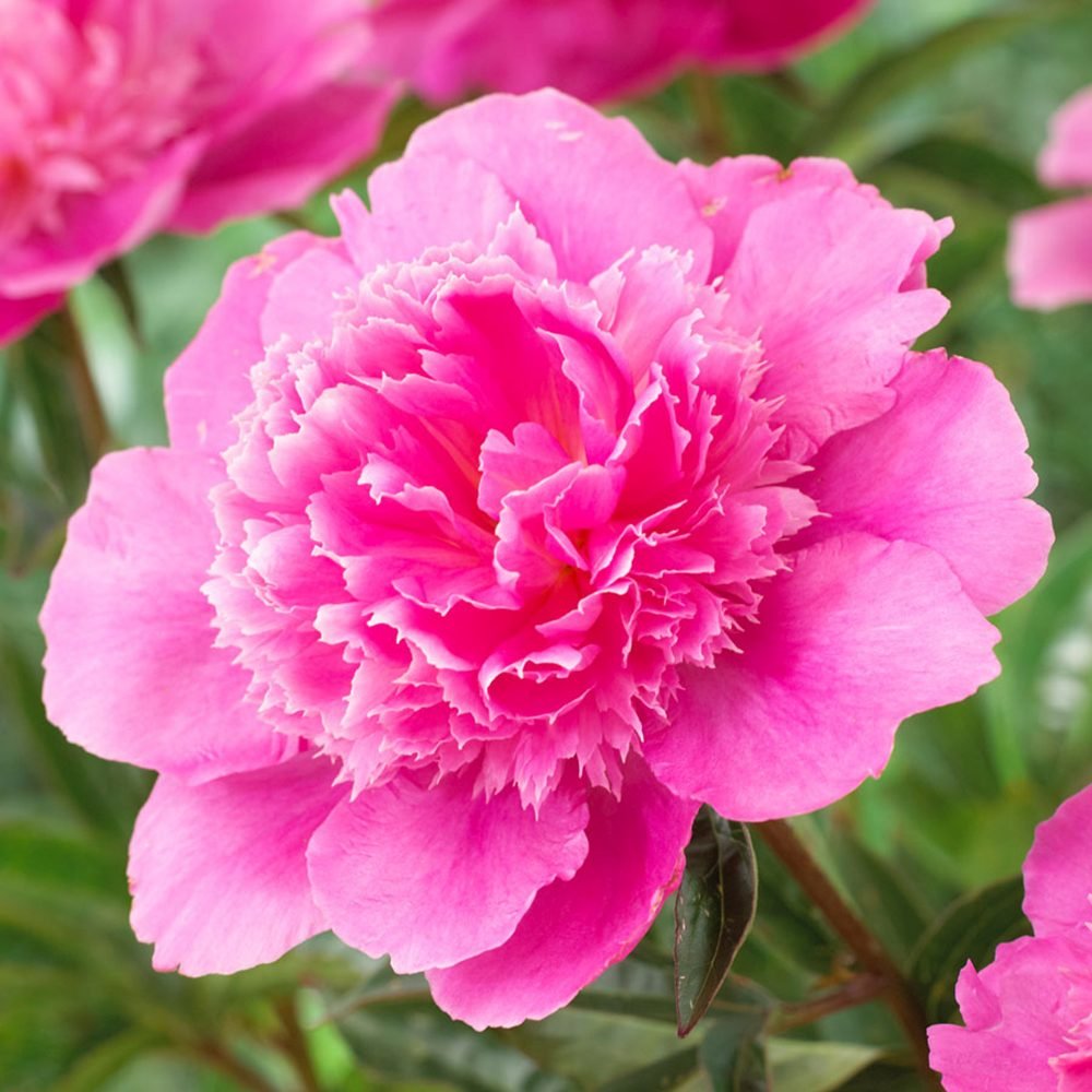 Bujor arbustiv nobil Bouquet Perfect, cu flori roz