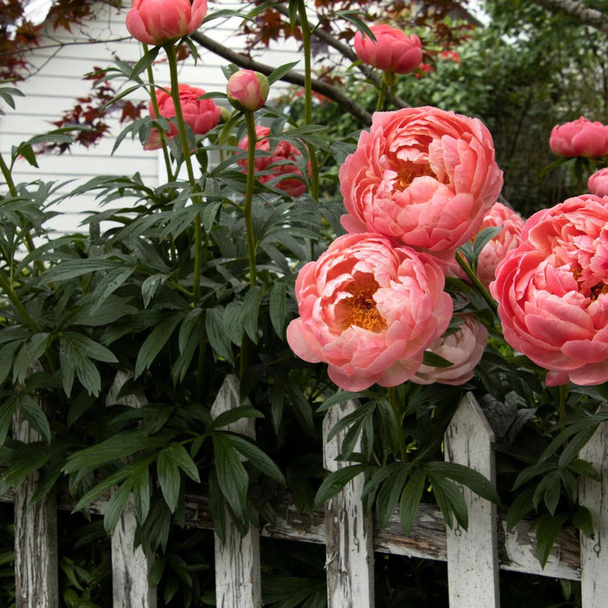 Bujor arbustiv nobil Coral Charm, cu flori rosu-coral
