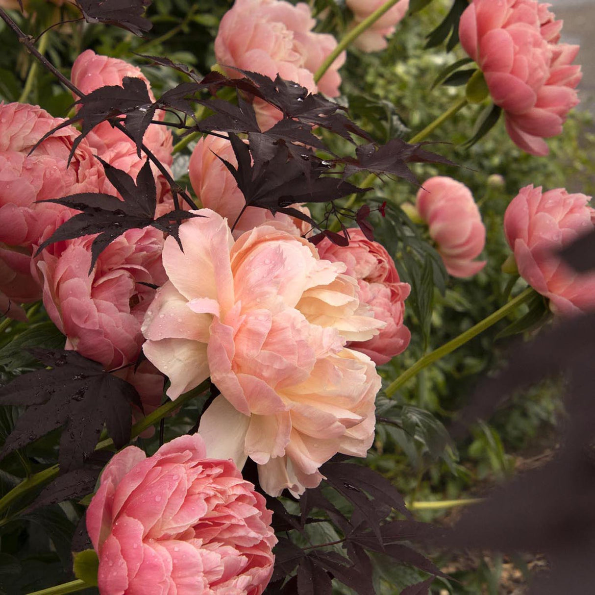 Bujor arbustiv nobil Coral Charm, cu flori rosu-coral