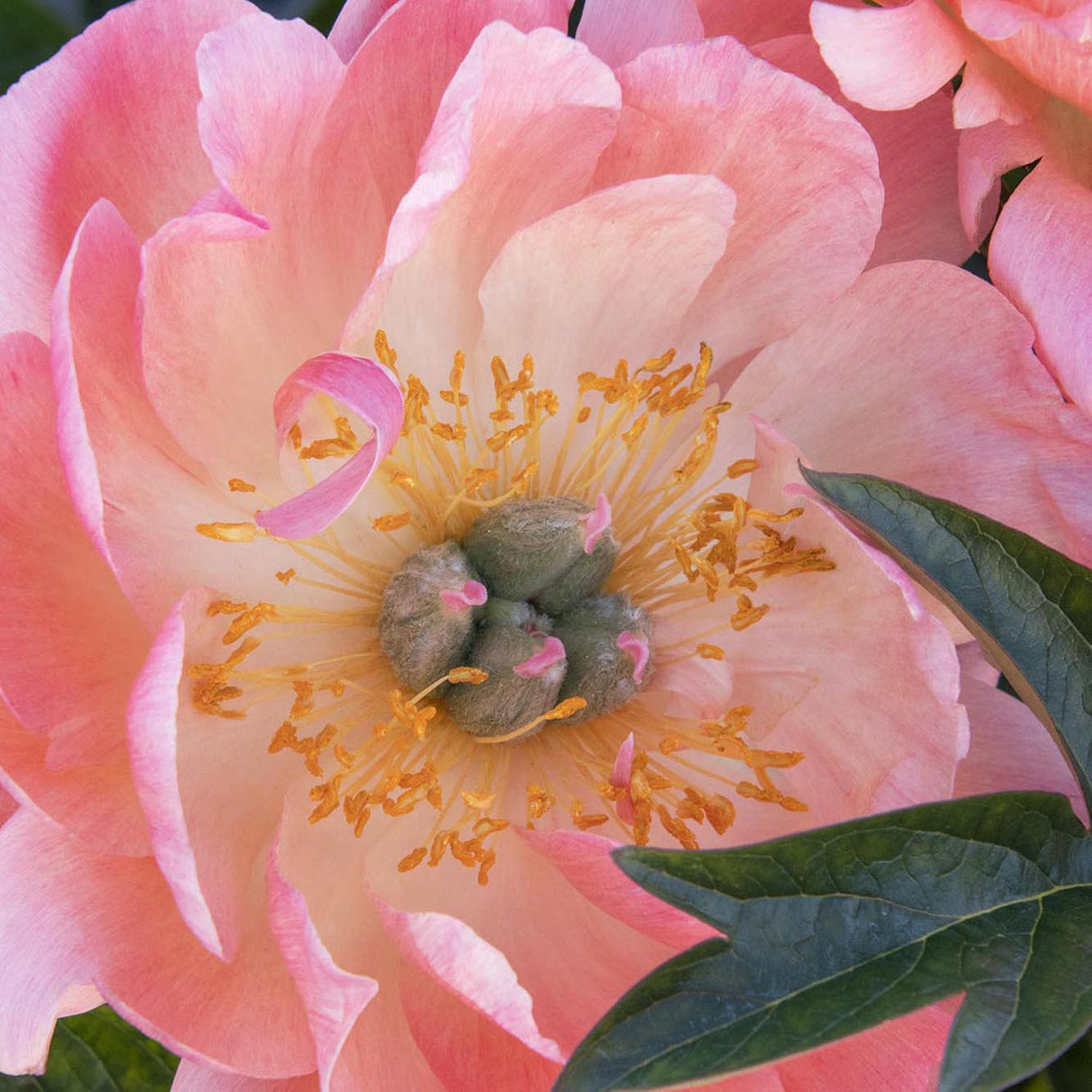 Bujor arbustiv nobil Coral Charm, cu flori rosu-coral