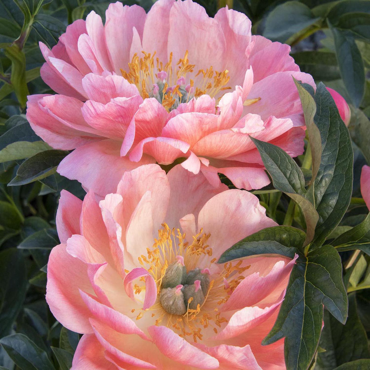 Bujor arbustiv nobil Coral Charm, cu flori rosu-coral