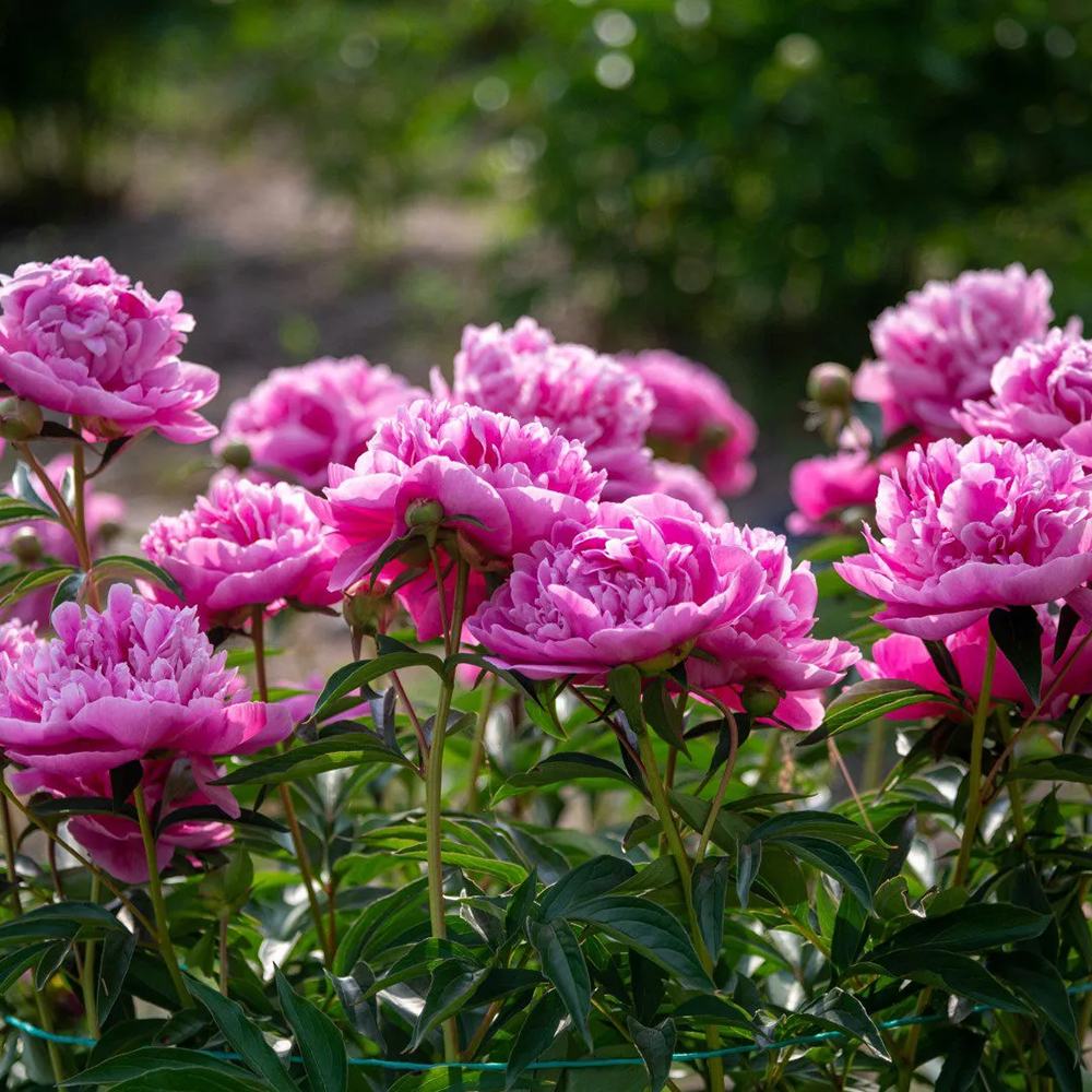 Bujor arbustiv nobil Dr. Alexander Fleming, cu flori roz