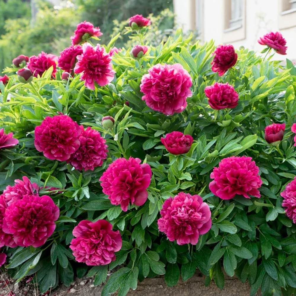 Bujor arbustiv nobil Felix Albert Crousse, cu flori roz-puternic