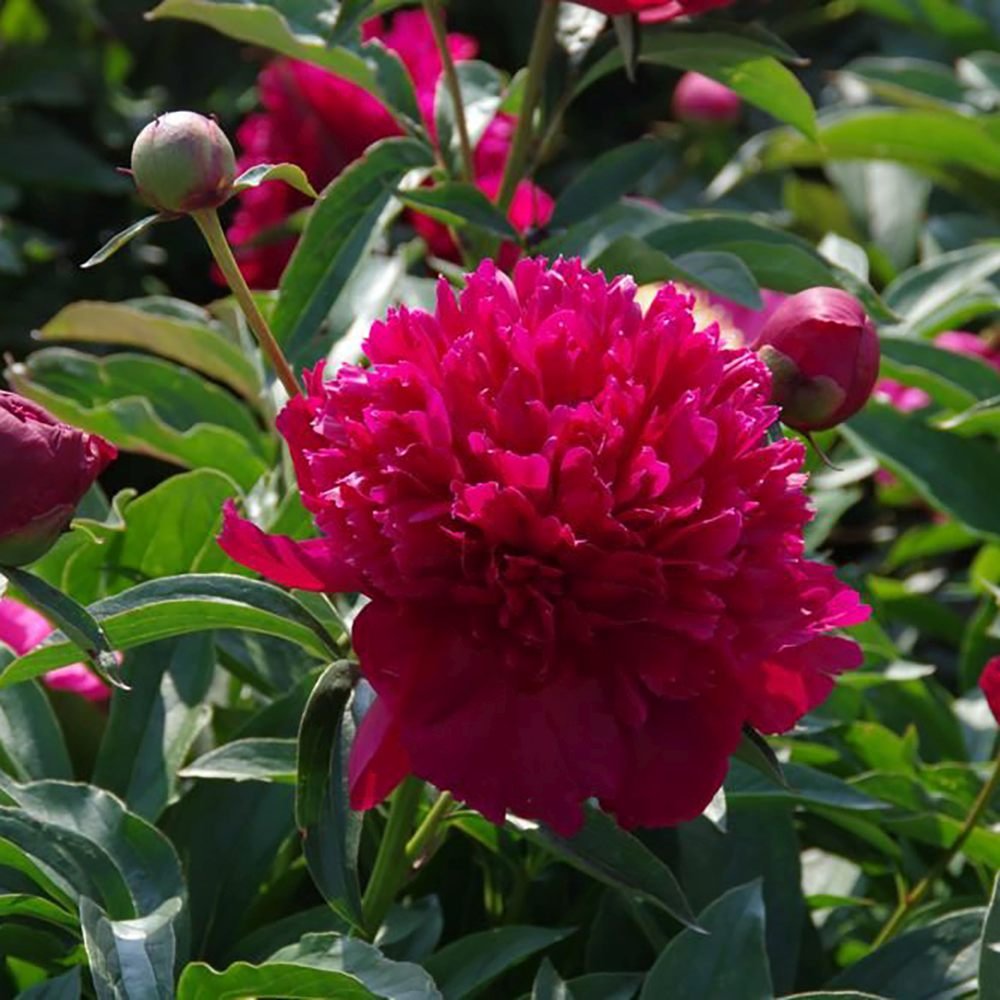 Bujor arbustiv nobil Inspecteur Lavergne, cu flori rosii-burgundiu