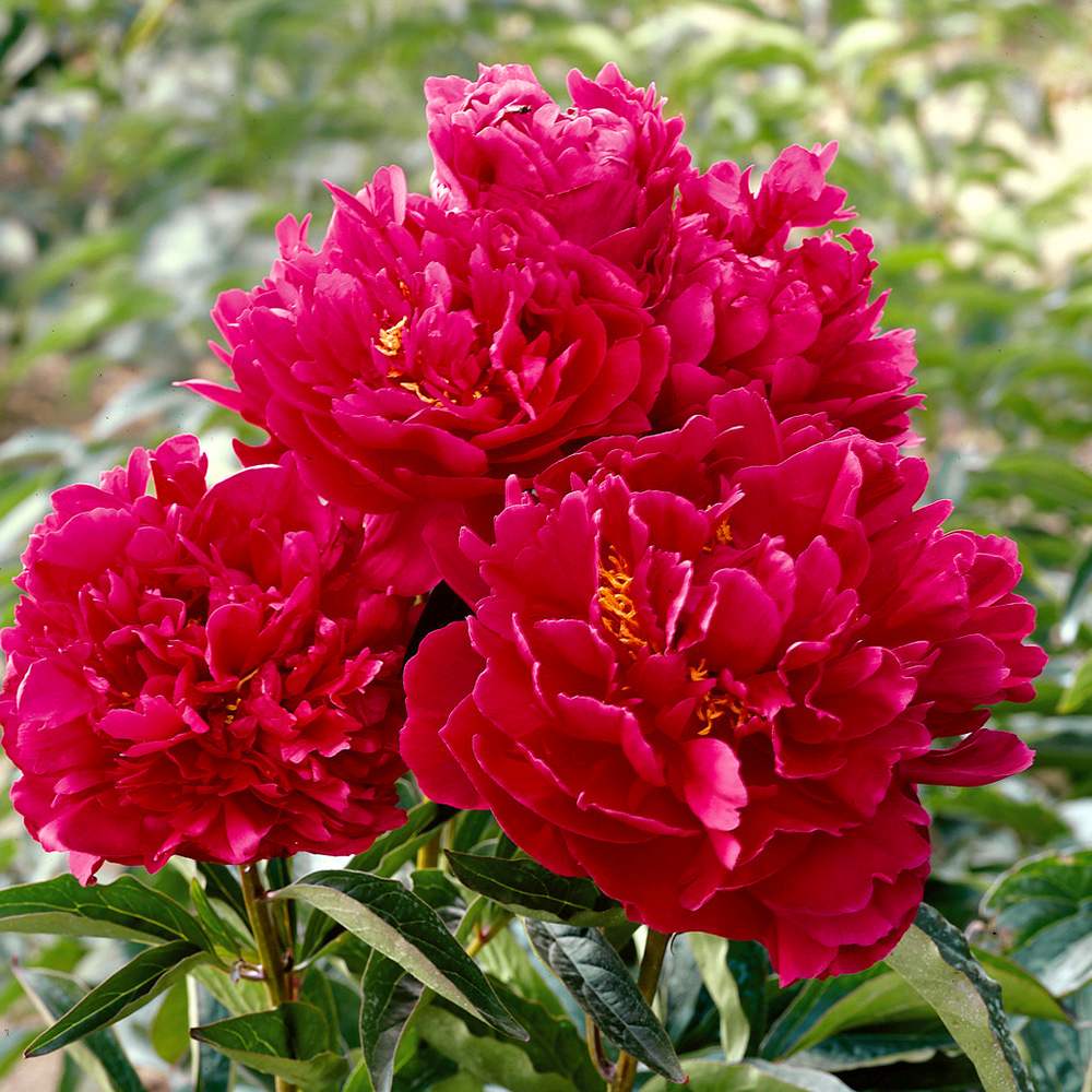 Bujor arbustiv nobil Inspecteur Lavergne, cu flori rosii-burgundiu