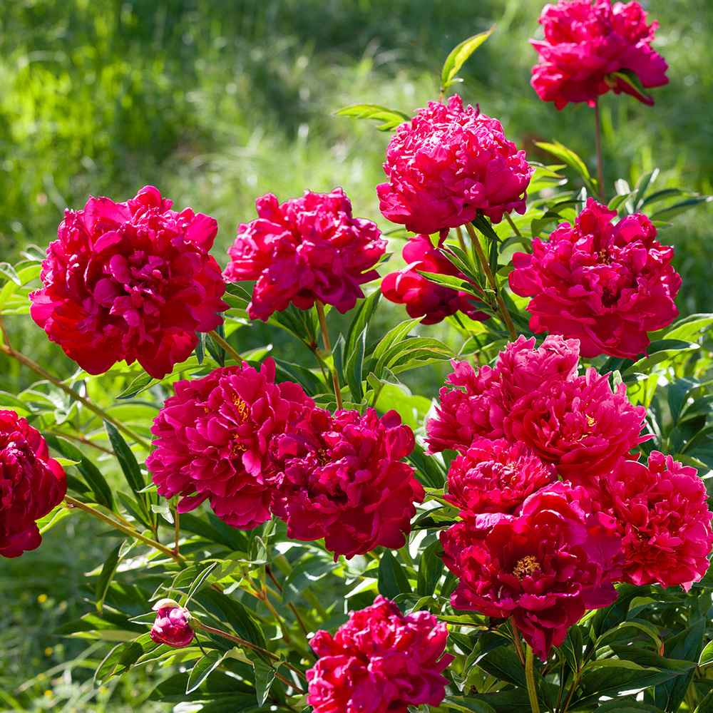 Bujor arbustiv nobil Inspecteur Lavergne, cu flori rosii-burgundiu