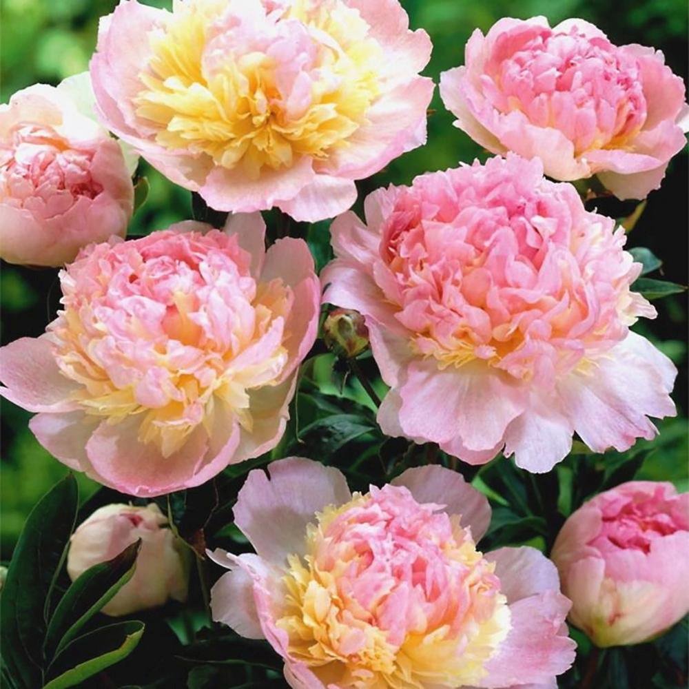 Bujor arbustiv nobil Raspberry Sundae, cu flori alb-roz-galben - VERDENA-livrat in ghiveci de 3 l