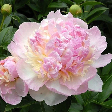 Bujor arbustiv nobil Raspberry Sundae, cu flori alb-roz-galben - VERDENA-livrat in ghiveci de 3 l