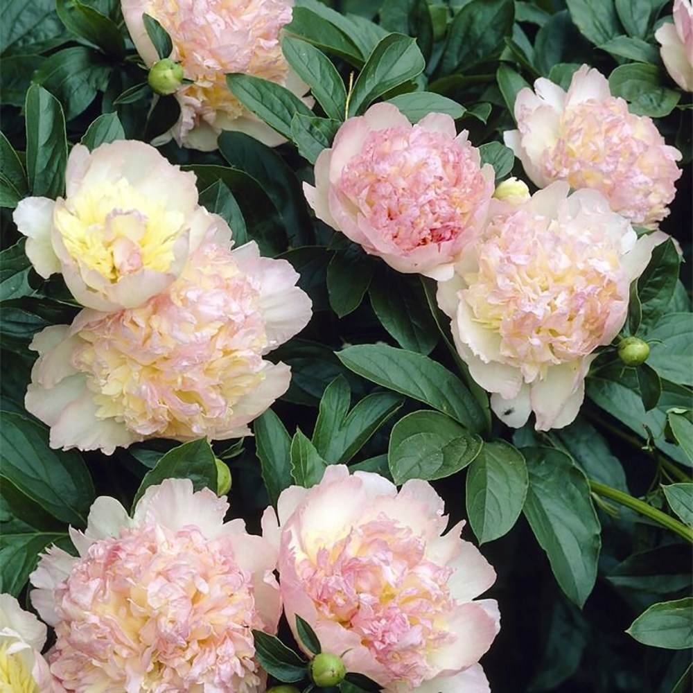 Bujor arbustiv nobil Raspberry Sundae, cu flori alb-roz-galben