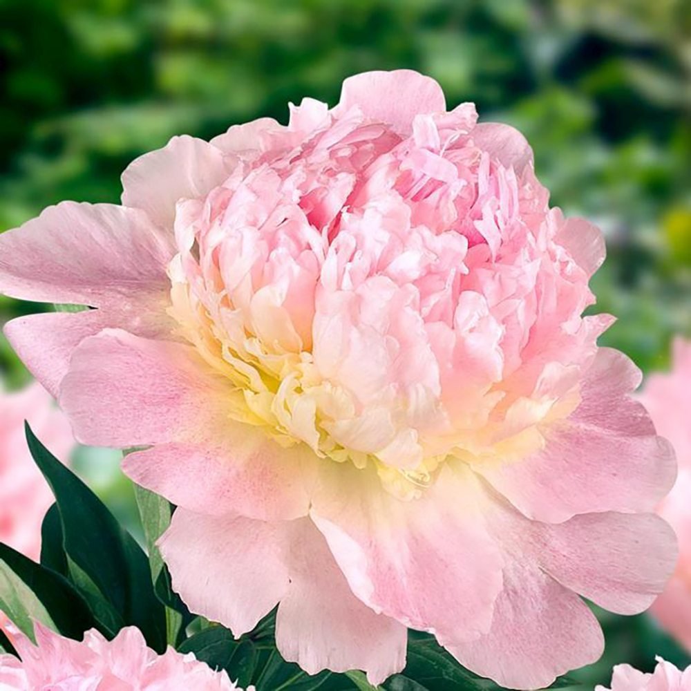 Bujor arbustiv nobil Raspberry Sundae, cu flori alb-roz-galben