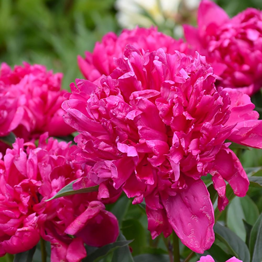 Bujor arbustiv nobil Rosea Plena, cu flori roz-plin