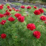 Bujor arbustiv nobil Rubra Plena, cu flori rubinii - VERDENA-livrat in ghiveci de 1 l