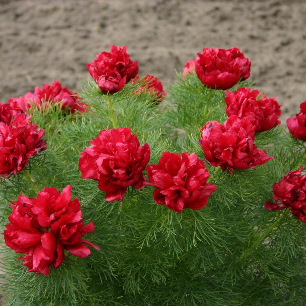 Bujor arbustiv nobil Rubra Plena, cu flori rubinii