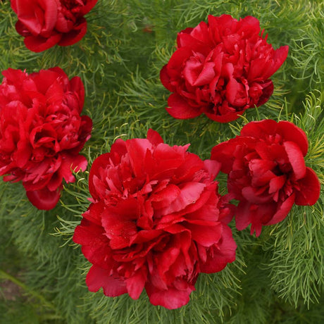 Bujor arbustiv nobil Rubra Plena, cu flori rubinii - VERDENA-livrat in ghiveci de 1 l