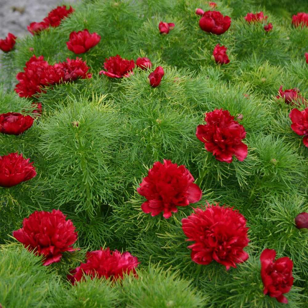 Bujor arbustiv nobil Rubra Plena, cu flori rubinii