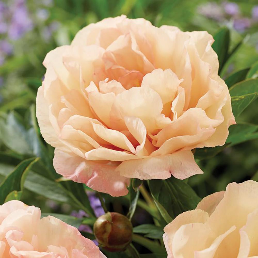 Bujor Hibrid Itoh Canary Brilliant, cu flori crem-cais