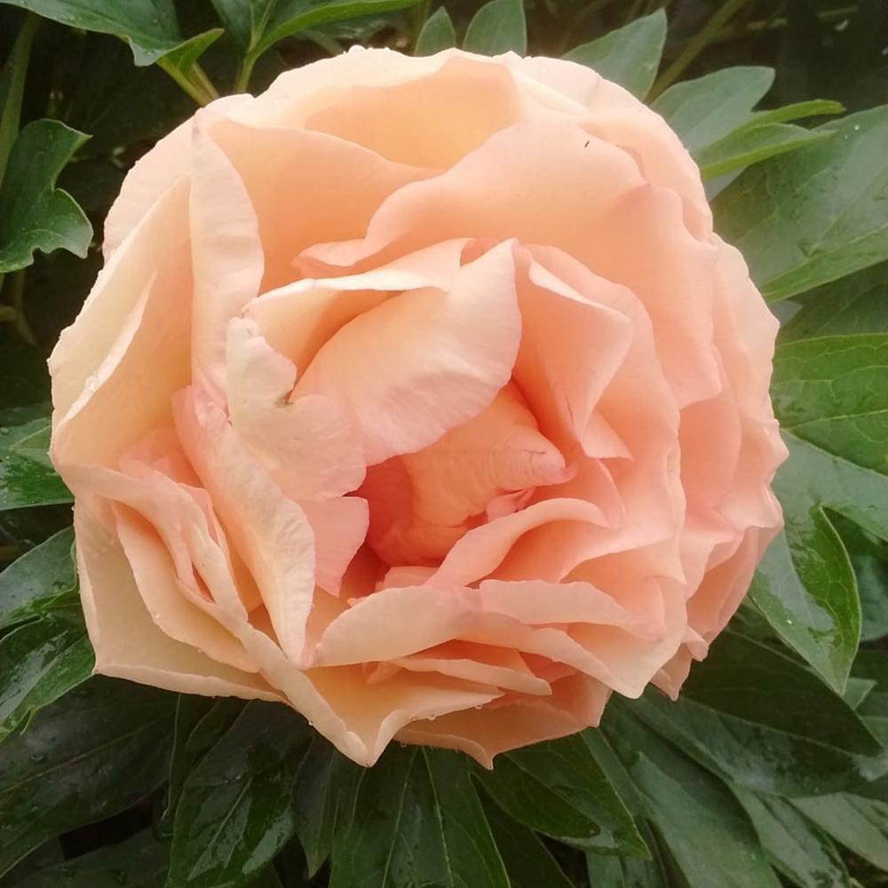 Bujor Hibrid Itoh Canary Brilliant, cu flori crem-cais