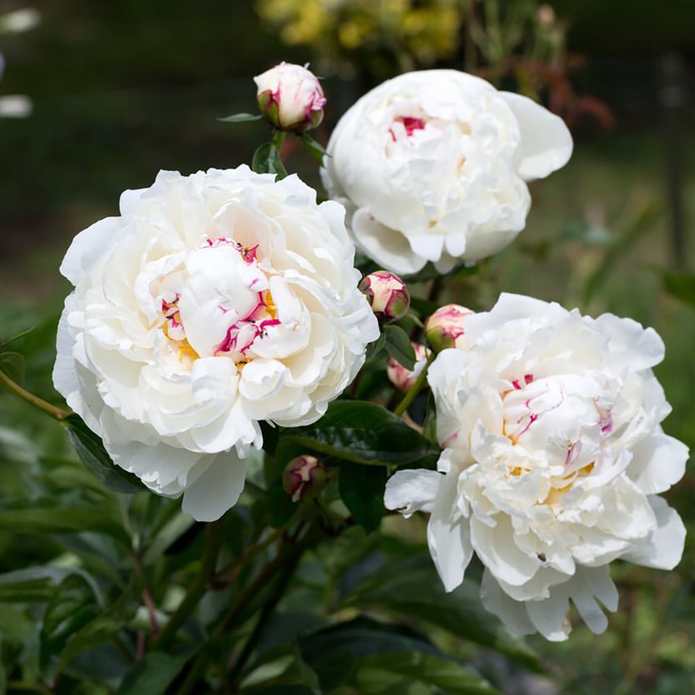 Bujor Copac, cu flori albe