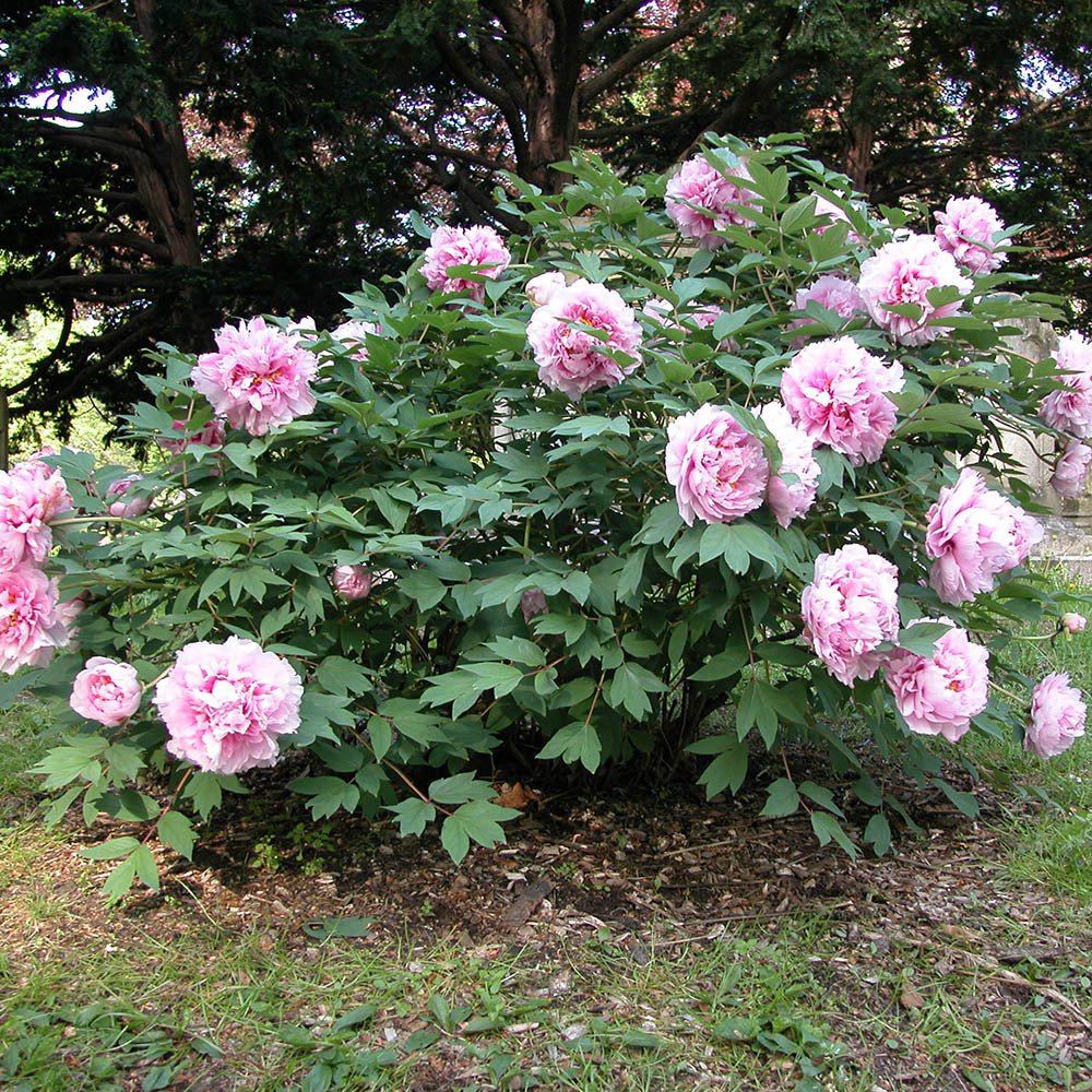 Bujor Copac Lavander Ice, cu flori lavanda-deschis