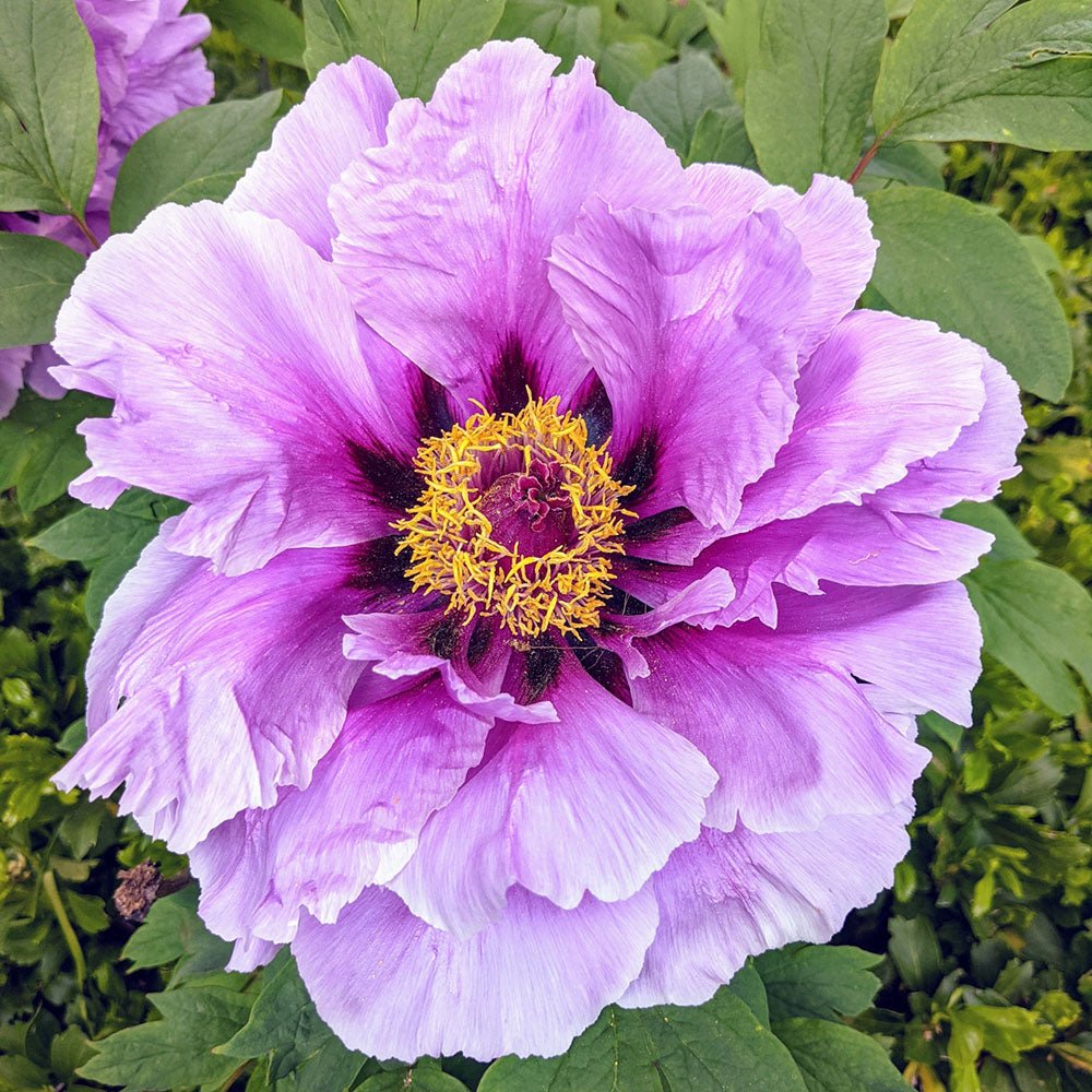 Bujor Copac Lavander Ice, cu flori lavanda-deschis