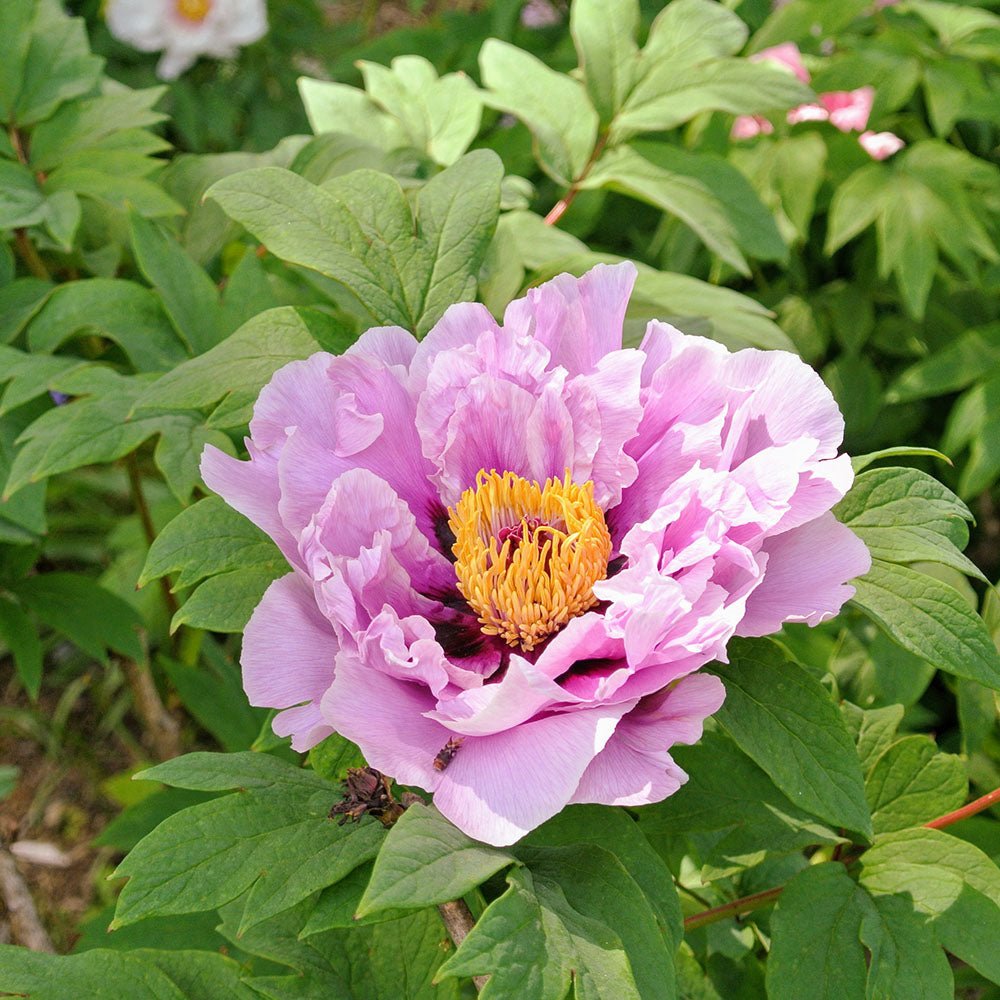 Bujor Copac Lavander Ice, cu flori lavanda-deschis