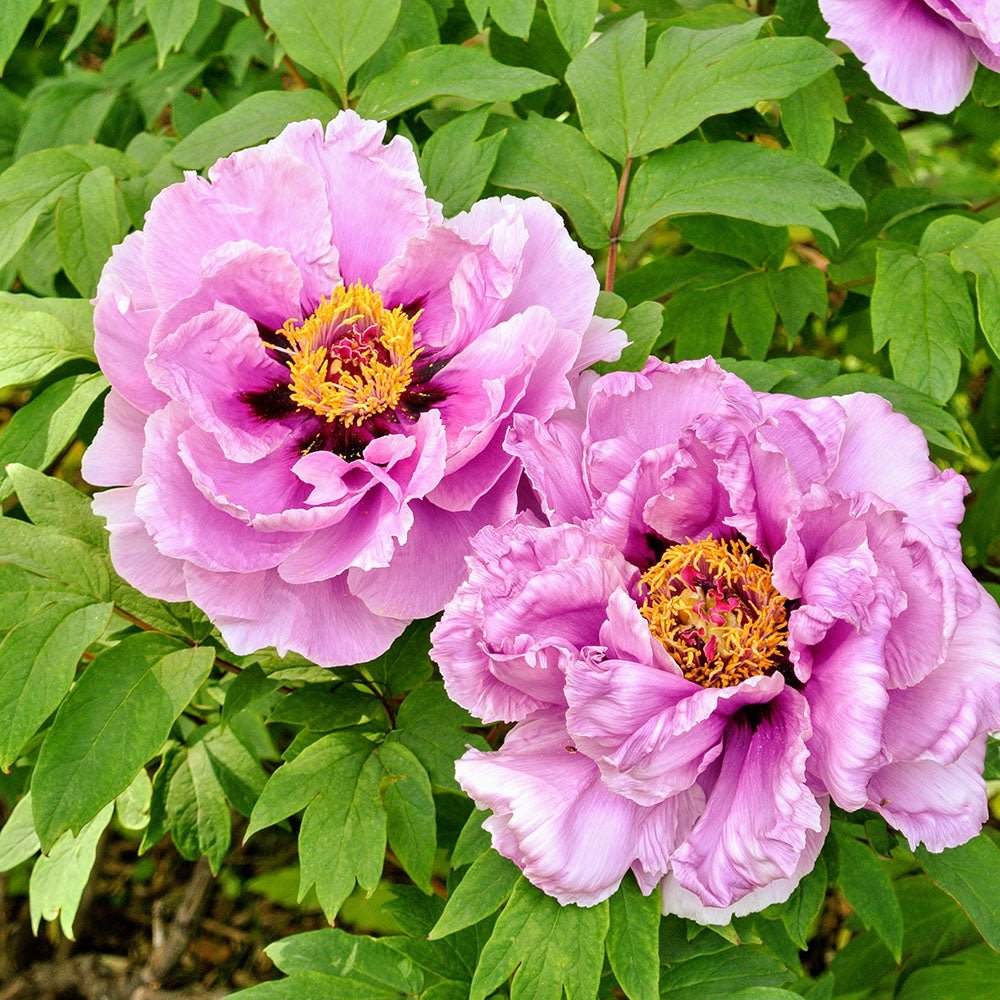 Bujor Copac Lavander Ice, cu flori lavanda-deschis