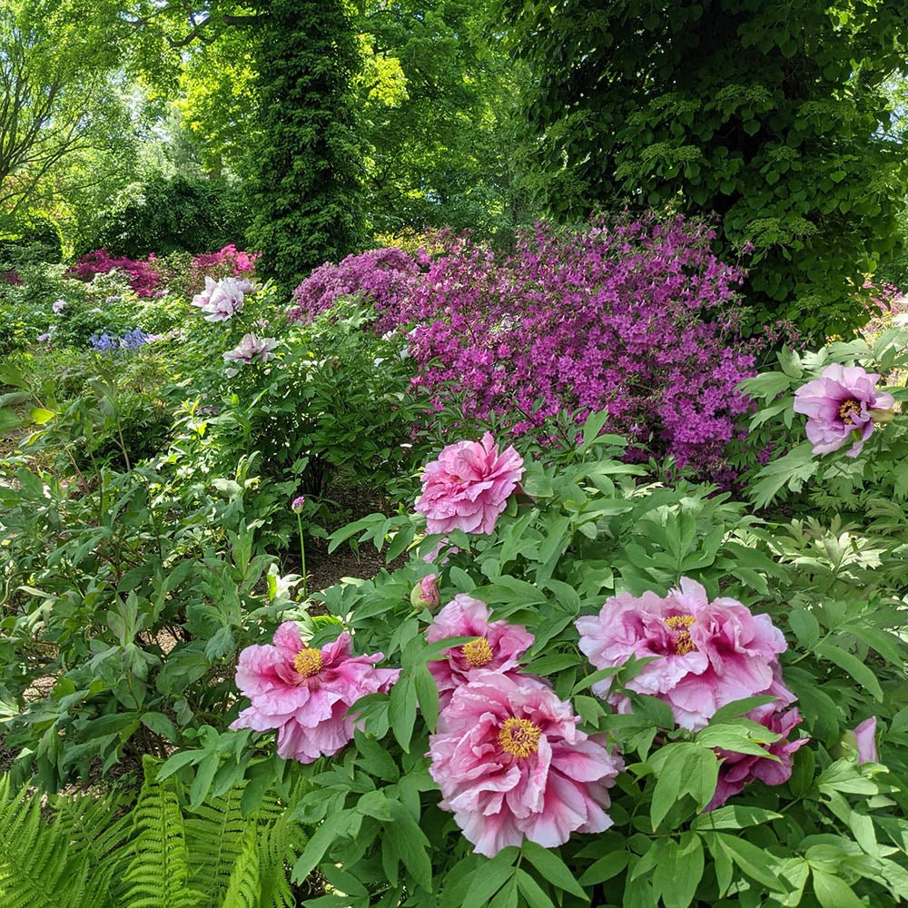 Bujor Copac Lavander Ice, cu flori lavanda-deschis