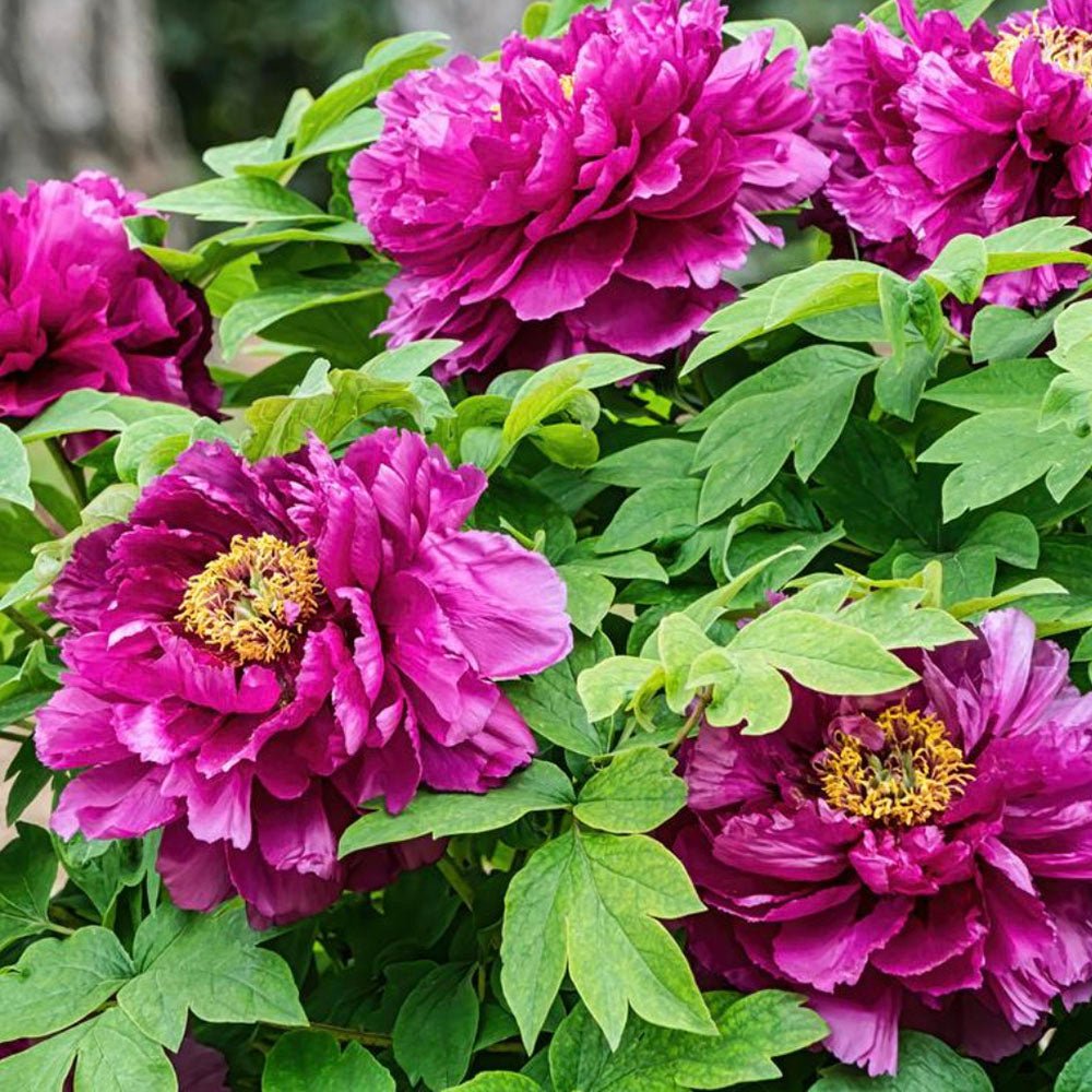 Bujor Copac, cu flori fuchsia