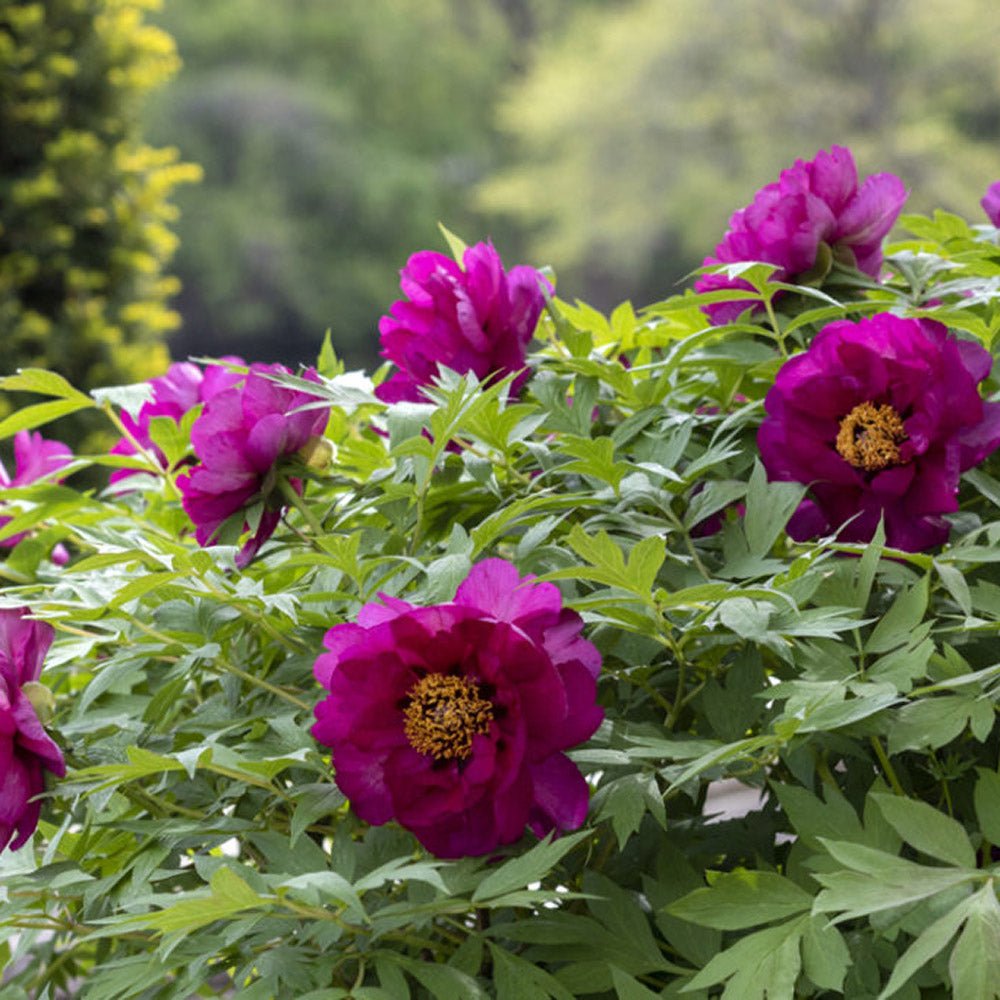 Bujor Copac Roz inchis