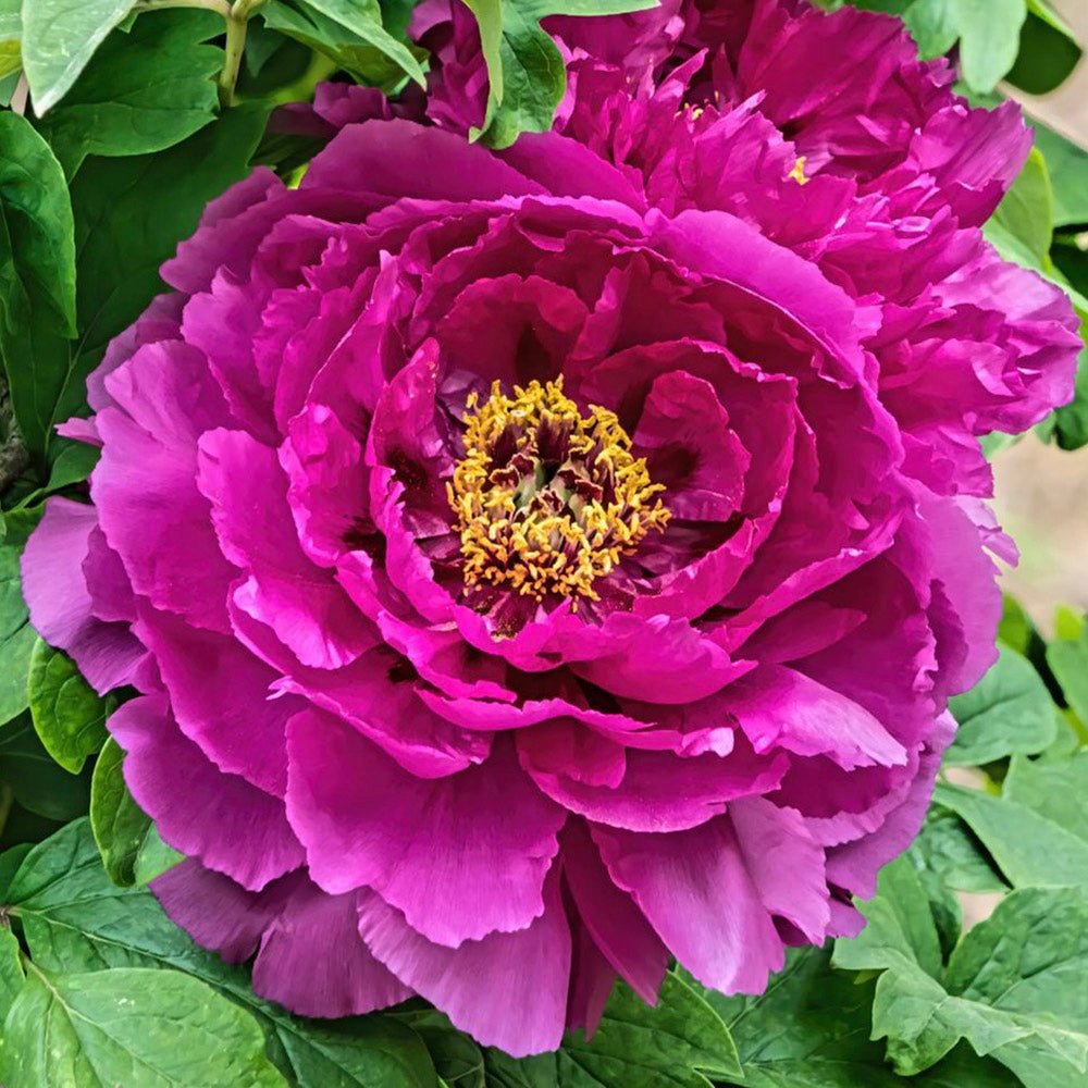 Bujor Copac, cu flori fuchsia