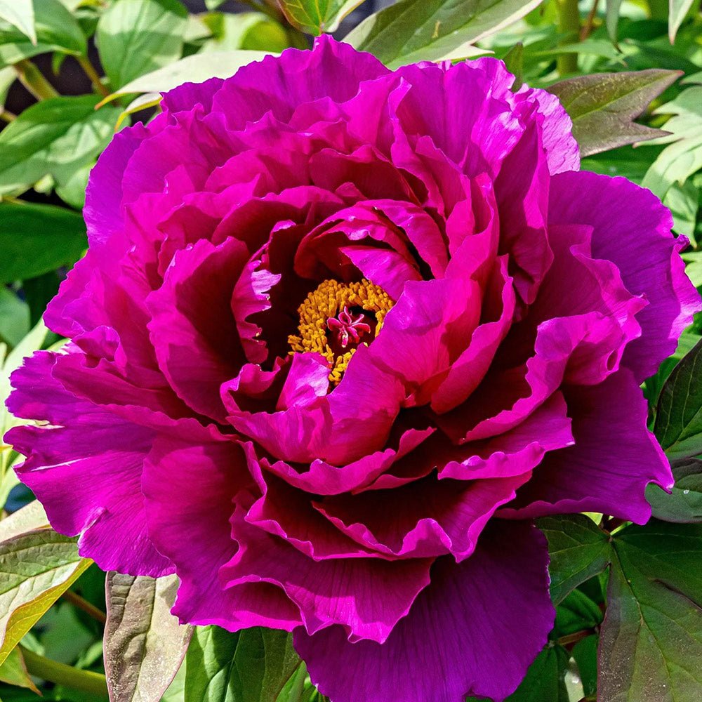 Bujor Copac, cu flori fuchsia