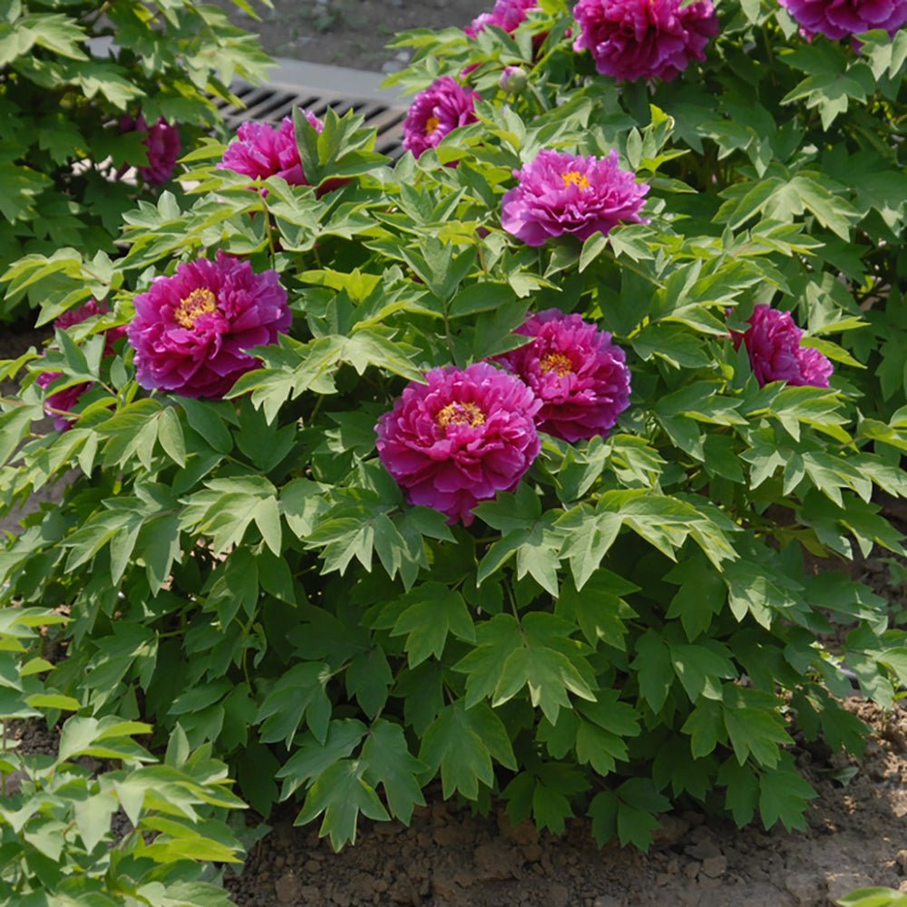 Bujor Copac Roz inchis