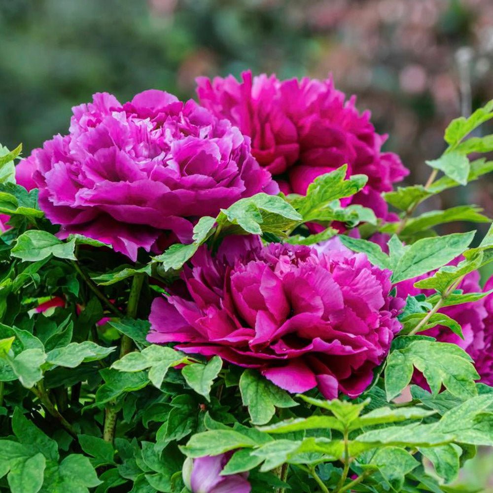 Bujor Copac, cu flori fuchsia