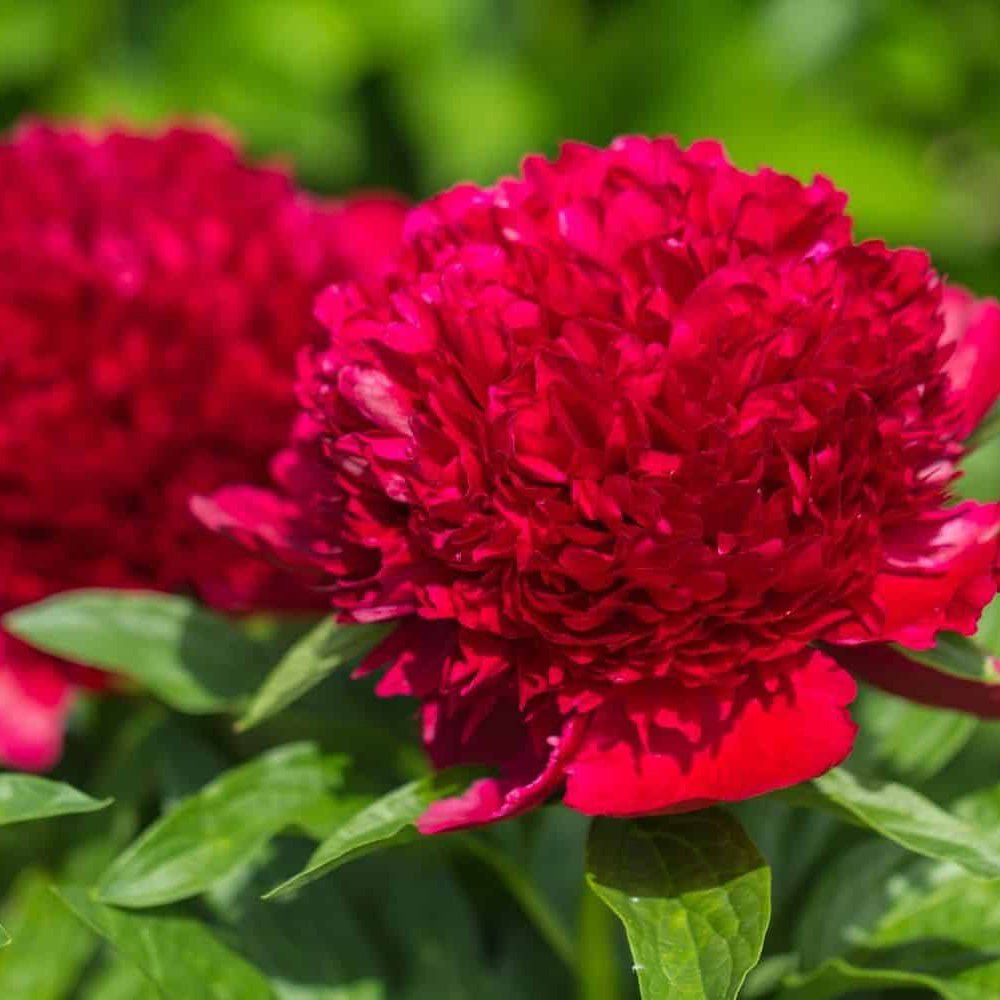 Bujor Copac, cu flori rosii