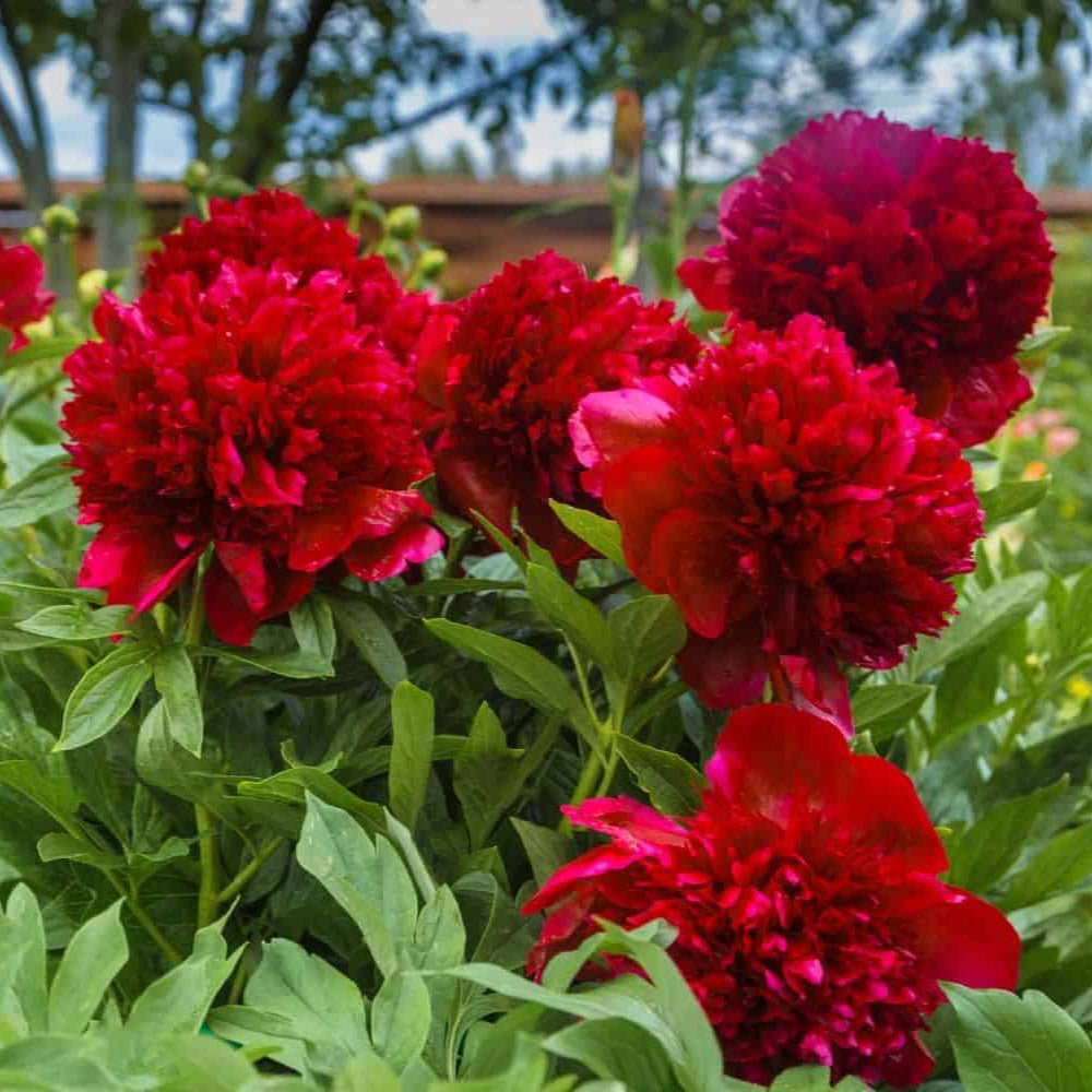 Bujor Copac, cu flori rosii